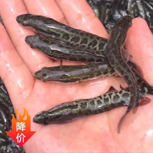 南宁优质黑鱼苗。乌鳢苗 淡水养殖生鱼苗放生养殖。成活率高