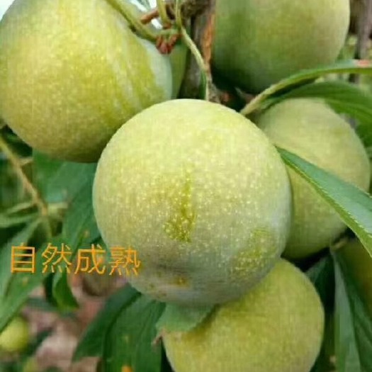 宣汉县产地批发青脆李