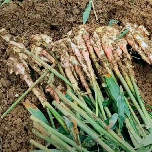 尤溪县农家自种小黄姜，个头饱满姜味足，没有泡药品相好。可批发可零售