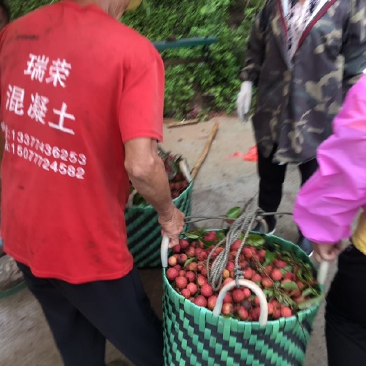 北流市广西玉林北流荔枝大量上市，代办收购本地荔枝禾荔桂味