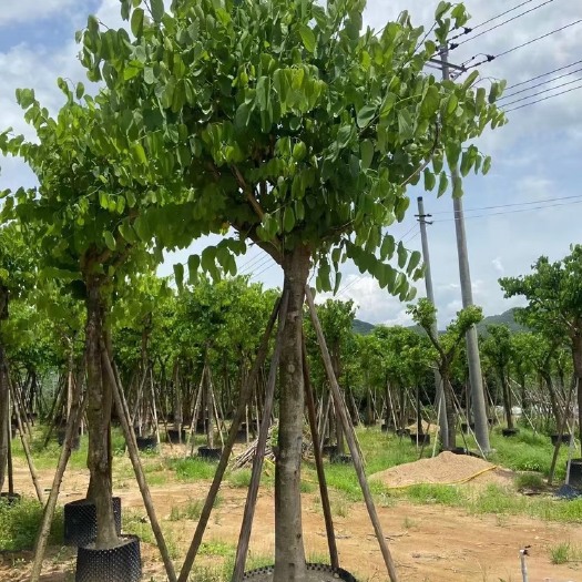 漳州红花紫荆移栽苗假植苗漳州红花紫荆种植基地苗农一手货源直销批发
