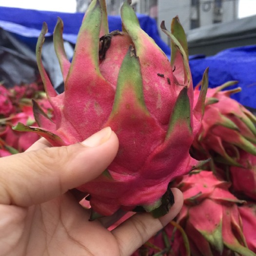 遂溪县红心火龙果