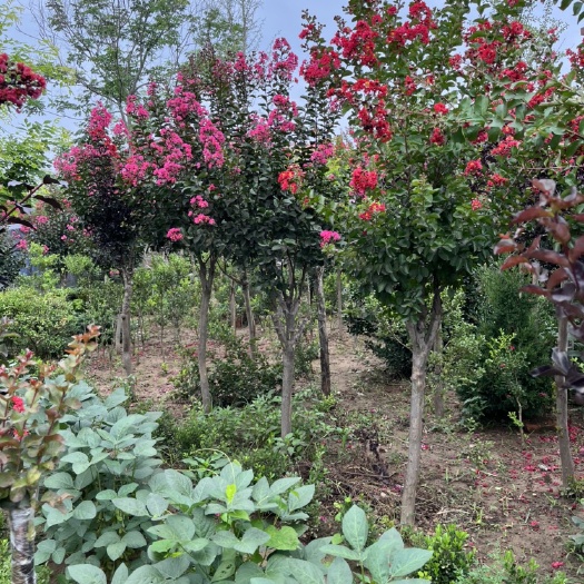 沭阳县红花紫薇独杆丛生。嫁接原生苗