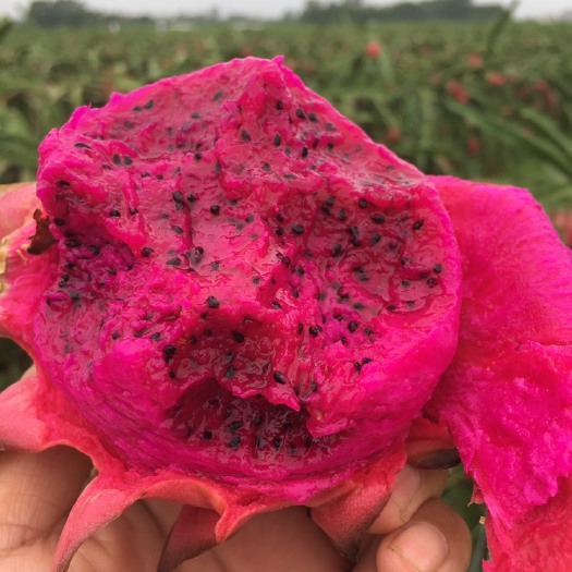 遂溪县红心火龙果