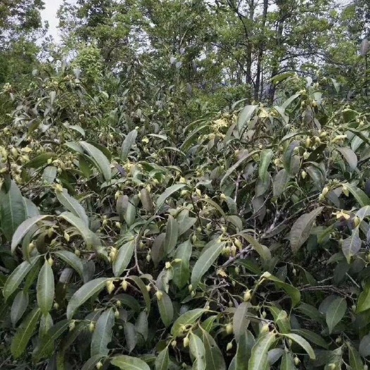 金秀县广西金秀大瑶山野  生石崖茶