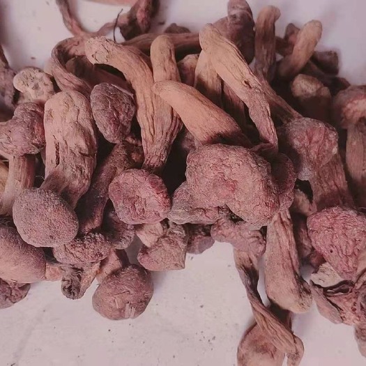 喀喇沁旗红蘑