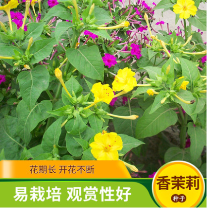 沭阳县香茉莉种子 紫茉莉花种子驱蚊虫四季庭院阳台室外易种易活地雷花