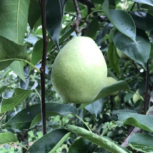 新野县梨