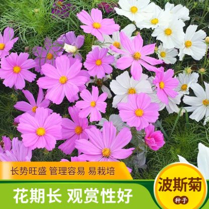 波斯菊种子花种籽格桑花四季开花易活庭院野花组合混色一年生草