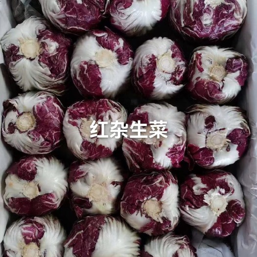 潍坊红杂生菜
