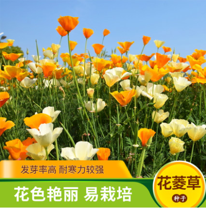 沭阳县花菱草种子四季易种花卉多年生盆栽种子园林绿化花籽庭院花海种