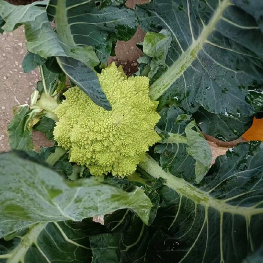 潍坊宝塔菜花
