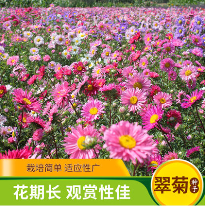 沭阳县翠菊种子大花重瓣切花菊花混色四季播种阳台庭院盆栽景观花卉包