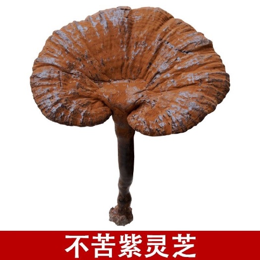 亳州深山天然紫灵芝 不苦精选带粉紫芝 可切片天然正品泡水泡酒