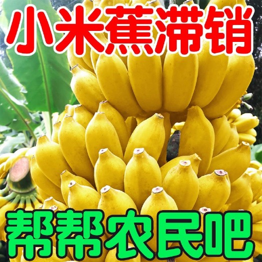 长沙广西小米蕉皇帝蕉鸡蕉苹果蕉西贡蕉小米香蕉青蕉批发应季新鲜水果