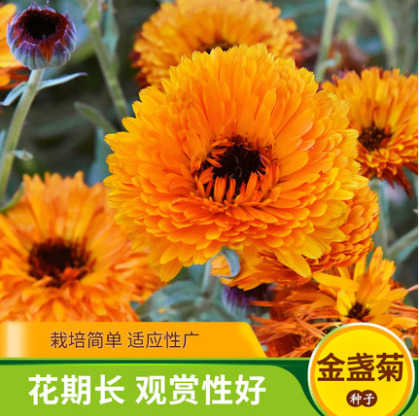 沭阳县金盏菊种子四季种植矮生花卉长生菊种子耐寒花期长分枝多景观花
