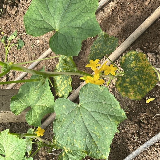 临江市汉白玉旱黄瓜等各种应季蔬菜，菜苗，产地直达无核蜜汁葡萄