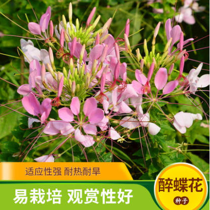 醉蝶花种子四季易播易活庭院室外观赏花卉种籽多色混色紫色粉色