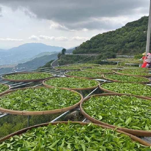 饶平县凤凰单丛茶叶，大乌叶，鸭屎香，蜜兰香一条龙生产，欢迎洽谈合作