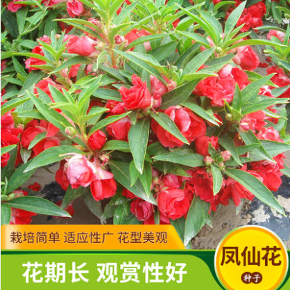 凤仙花种子重瓣茶花阳台盆栽四季易种花草指甲花花卉种子多年生