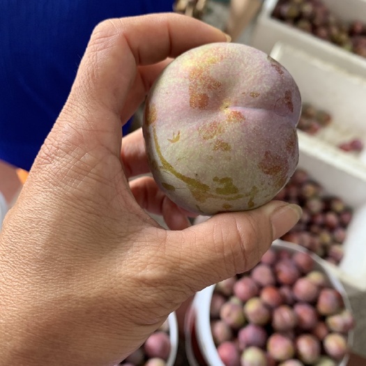 芙蓉李电商产品大量现货