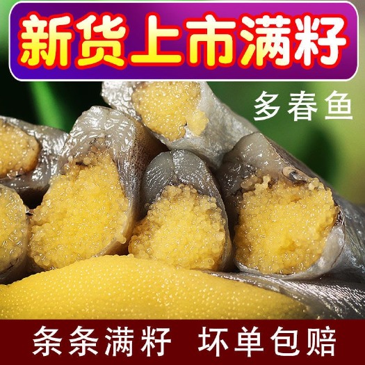 长沙满籽多春鱼新鲜多籽鱼冷冻烧烤商用冰鲜特大带籽即食海鲜水产鱼籽