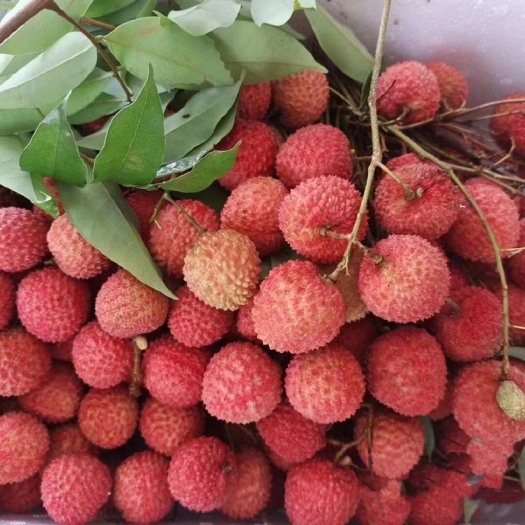 惠来县大量桂味荔枝/丁香荔枝/凤花荔枝，当季新鲜
