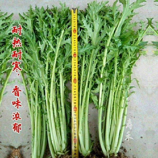 雪里红种子雪里蕻小细叶雪菜咸菜籽四季青蔬菜孑排菜芥菜籽阳台