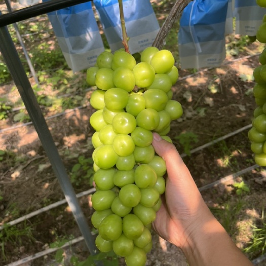 西昌市阳光玫瑰晴王葡萄当季葡萄水果新鲜香印青提现货整箱青葡萄玫瑰香