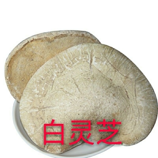 亳州长白山白灵芝 玉芝 一手货源 量大从优