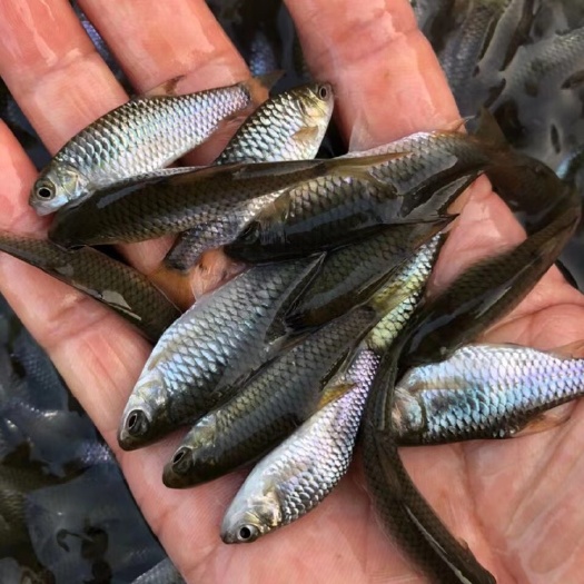 南宁青竹鱼苗，青鱼鲤鱼苗，优质青竹鱼苗，杂交快大型，提供技术。