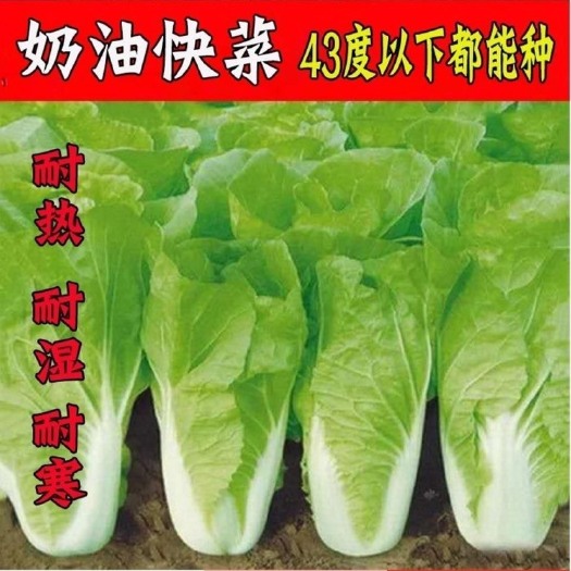 四季奶油快菜种子20天一年四季奶白菜抗热耐寒特香黄心脆嫩蔬菜