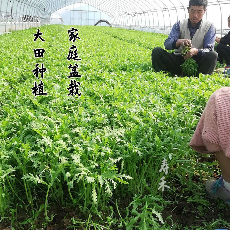 小叶茼蒿大叶茼蒿种子 光杆茼蒿菜四季种籽皇帝菜农民用种多次采