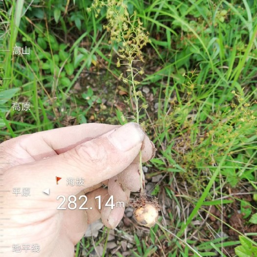 宁远县茅膏菜、地下明珠、陈伤子
