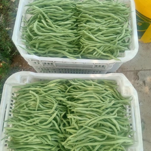 长沙豆角