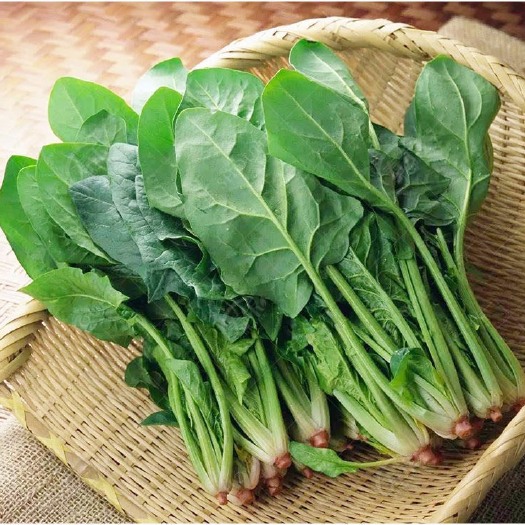 长沙大叶菠菜种子四季蔬菜秋冬籽种阳台种籽耐热菜种盆栽波菜孑菜籽
