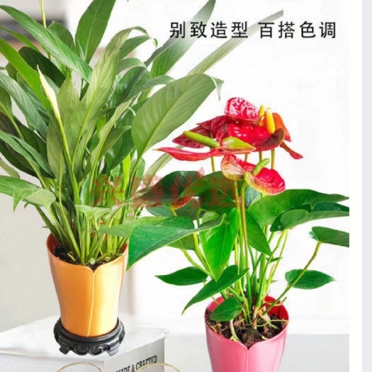 广州幸运火炬盆