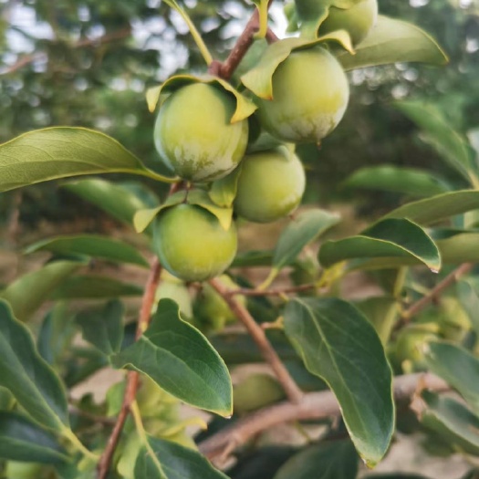 大荔县7月10号火葫芦柿子的长势