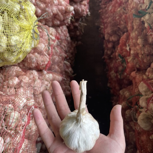 饶阳县大蒜