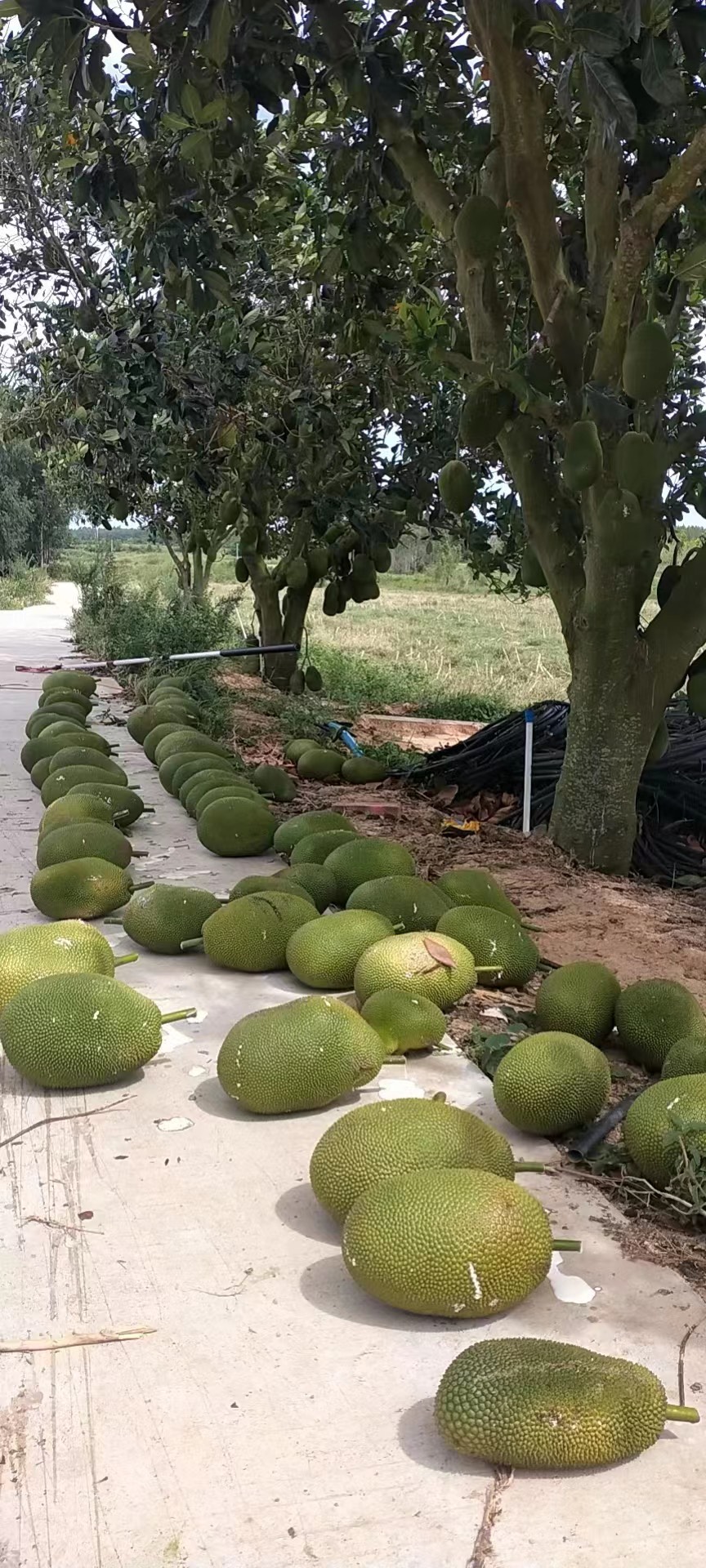 海南陵水珍珠榴莲蜜