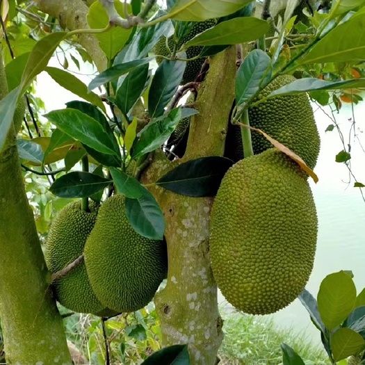 海南陵水珍珠榴莲蜜