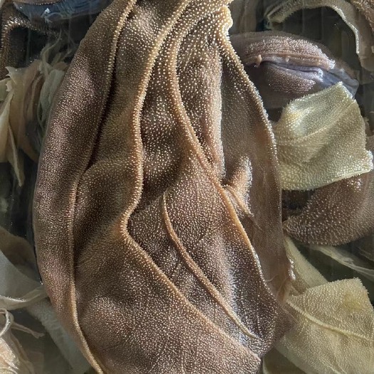 成都毛肚 黄牛大叶片 厂家直销物美价廉 无底座爽脆黄牛黑毛肚大叶