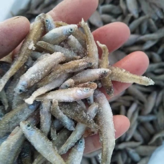 信阳单冻麦穗鱼