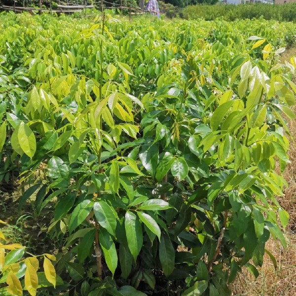 早熟品种桂花香荔枝苗