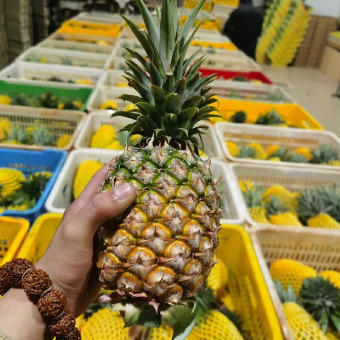海口海南金钻凤梨台农17号手撕无眼香水菠萝新鲜包邮海南