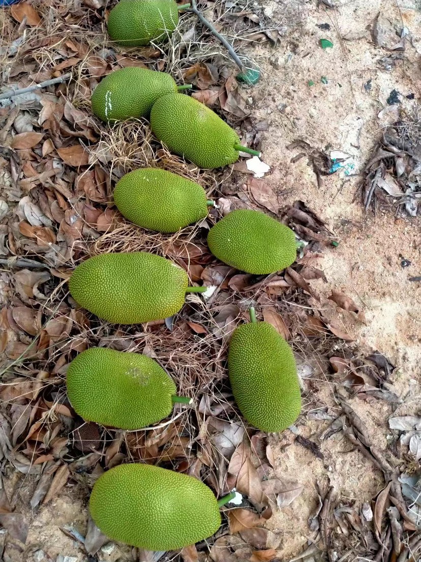 海南陵水珍珠榴莲蜜