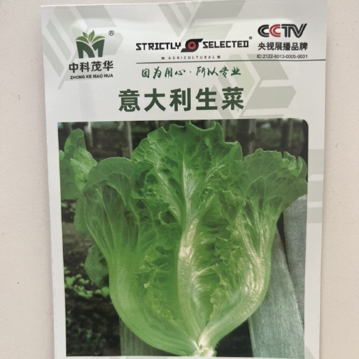 华容县意大利生菜中早熟散叶 耐寒 耐湿 耐热 晚抽苔无苦味蔬菜种子