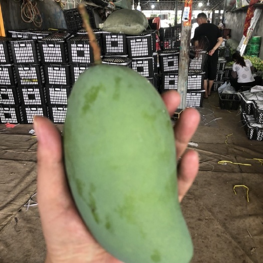 百色金煌芒小青芒广西芒果全国供应批发产地直销一件代发各种电商平台