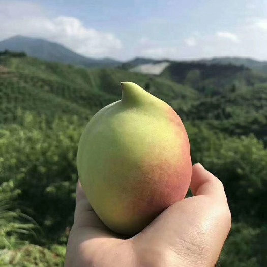 寻乌县赣南鹰嘴桃脆甜桃子产地直发新鲜包邮水蜜桃水果