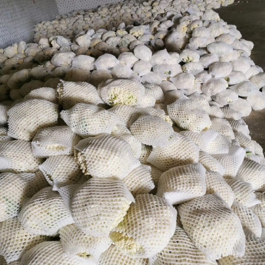 泾阳县精品无根松花菜，大量上市，品质优良